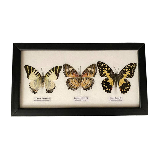 A Kaleidoscope of Nature's Beauty, Real Taxidermy Butterfly