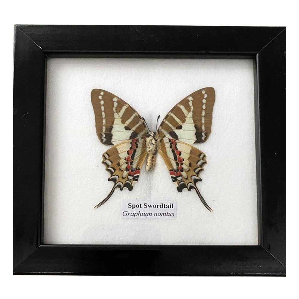 Wings of Wonder: Real Butterfly Art in Handcrafted Black Frame