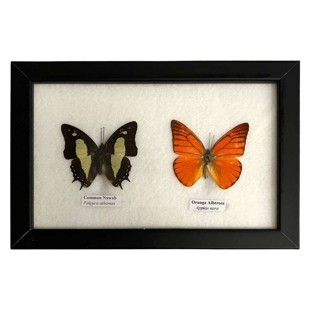 Wings of Wonder: Real Butterfly Art in Handcrafted Black Frame