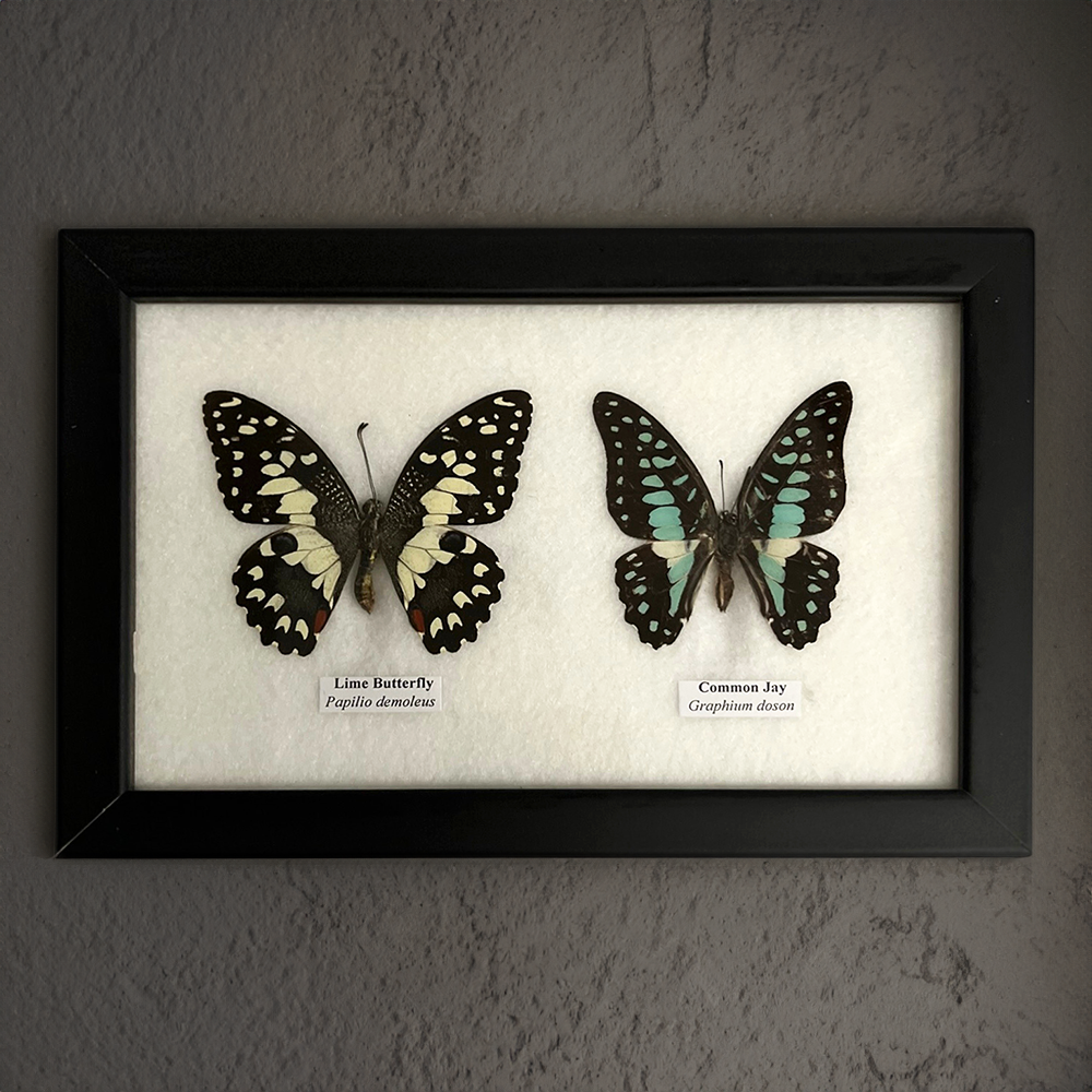 Wings of Wonder: Real Butterfly Art in Handcrafted Black Frame