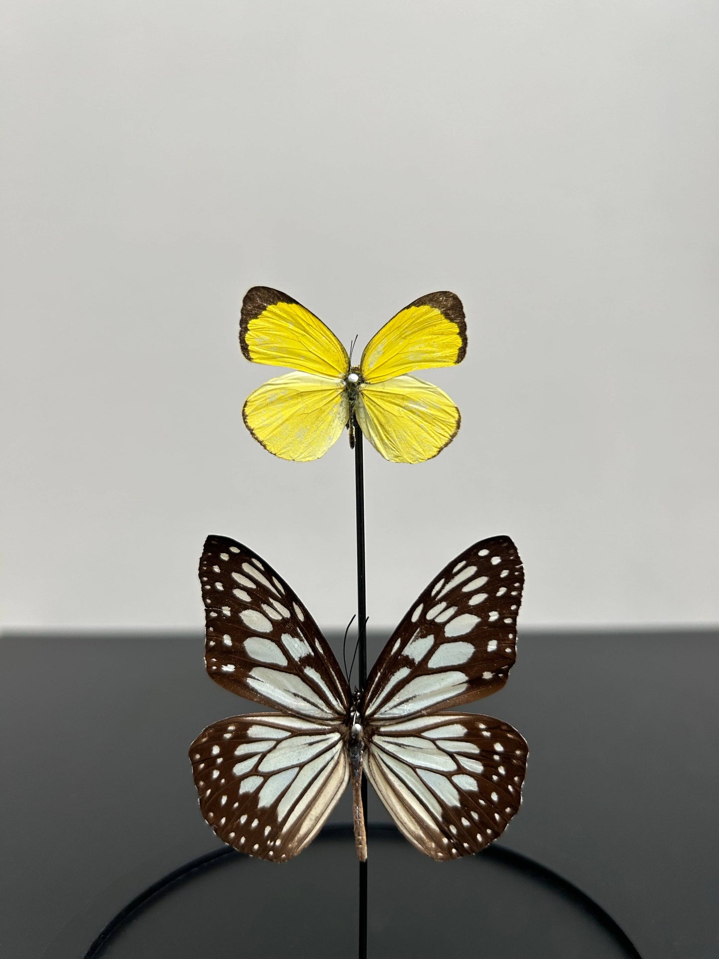 Small Butterfly Bell: Ideopsis & Eurema