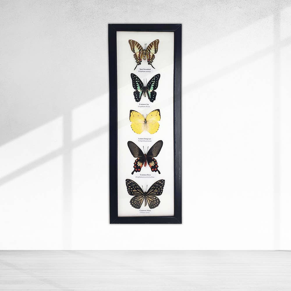 Wings of Wonder: Real Butterfly Art in Handcrafted Black Frame