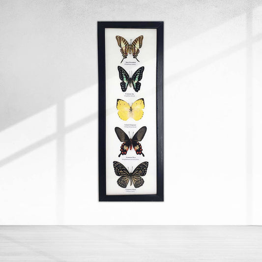 Wings of Wonder: Real Butterfly Art in Handcrafted Black Frame