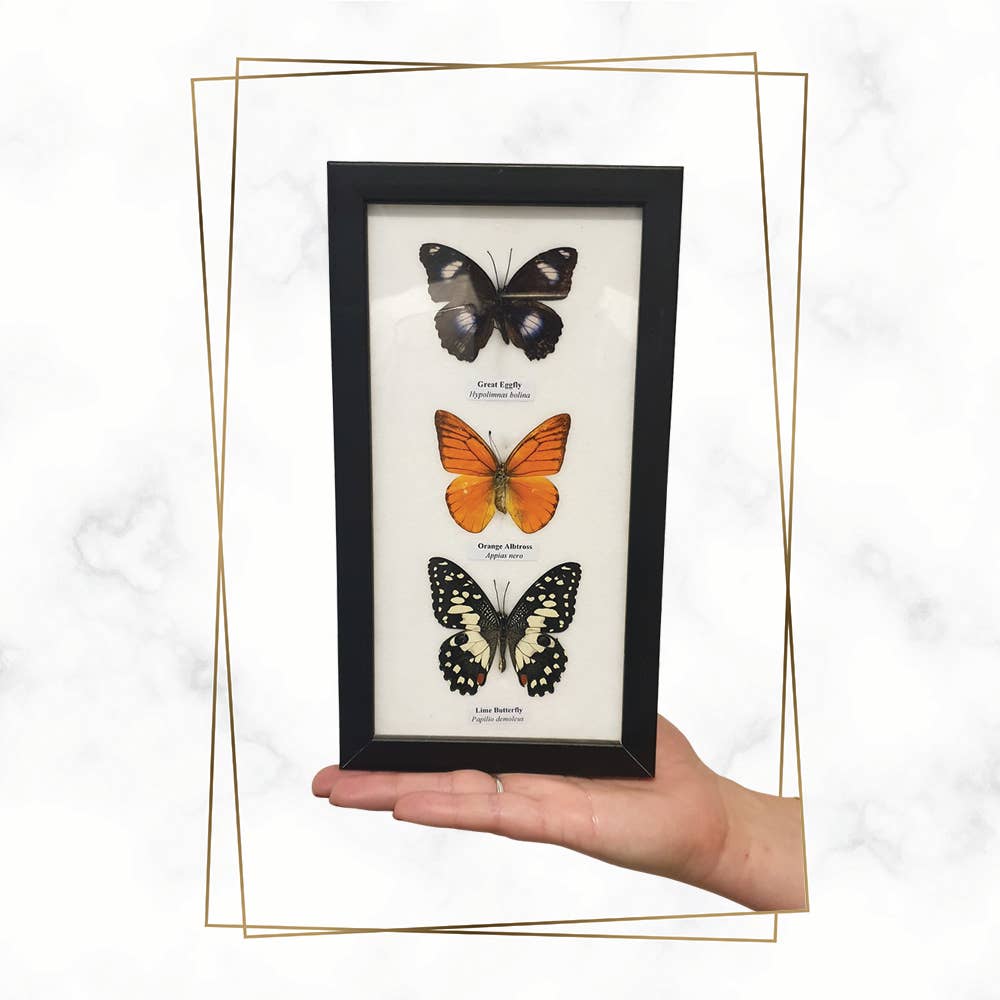 Wings of Wonder: Real Butterfly Art in Handcrafted Black Frame