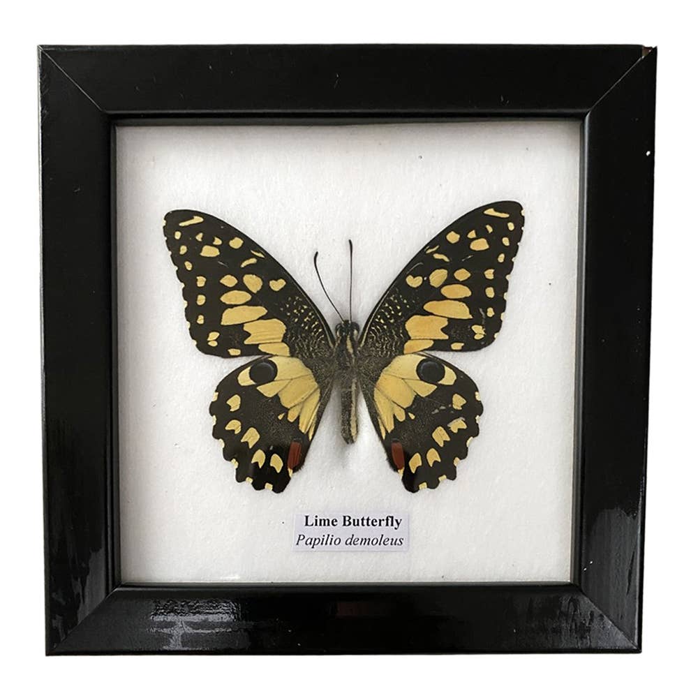 Wings of Wonder: Real Butterfly Art in Handcrafted Black Frame