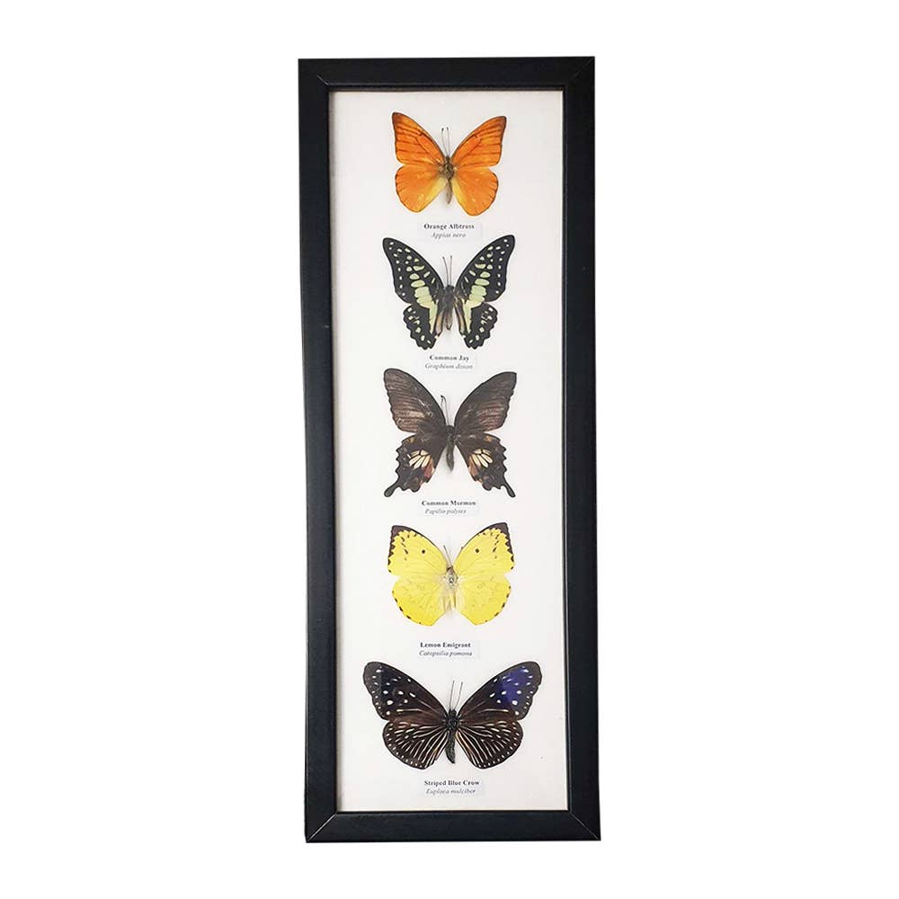 Wings of Wonder: Real Butterfly Art in Handcrafted Black Frame