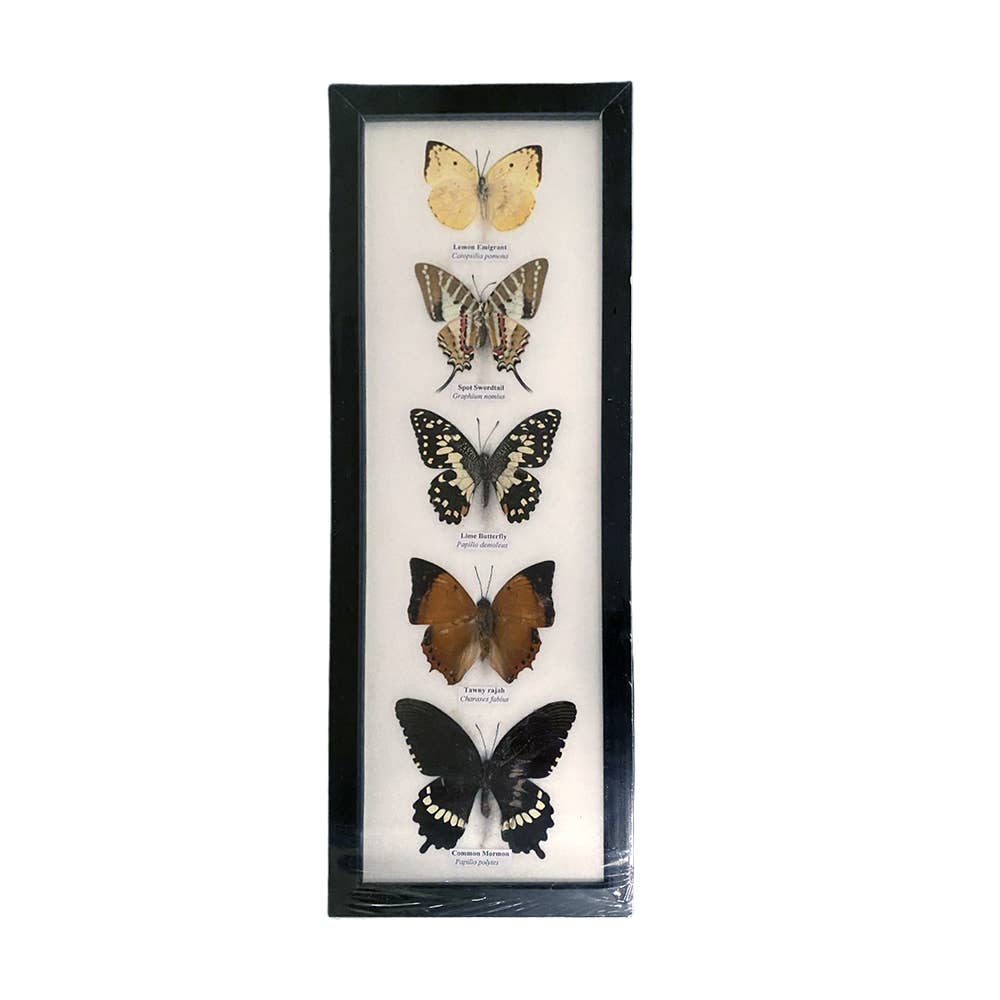 Wings of Wonder: Real Butterfly Art in Handcrafted Black Frame