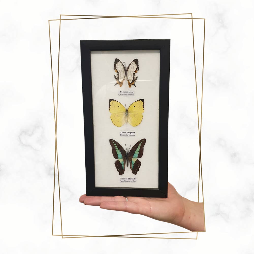 Wings of Wonder: Real Butterfly Art in Handcrafted Black Frame