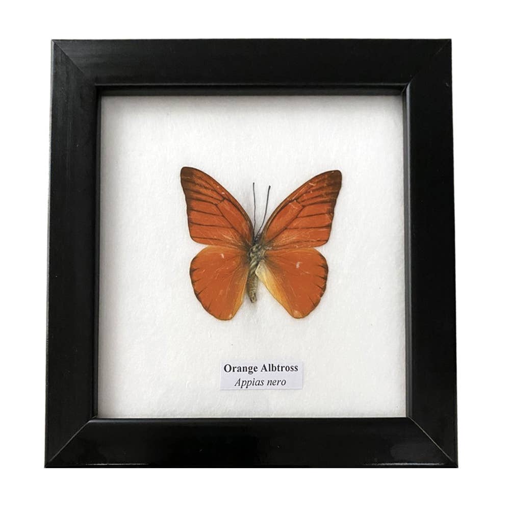 Wings of Wonder: Real Butterfly Art in Handcrafted Black Frame