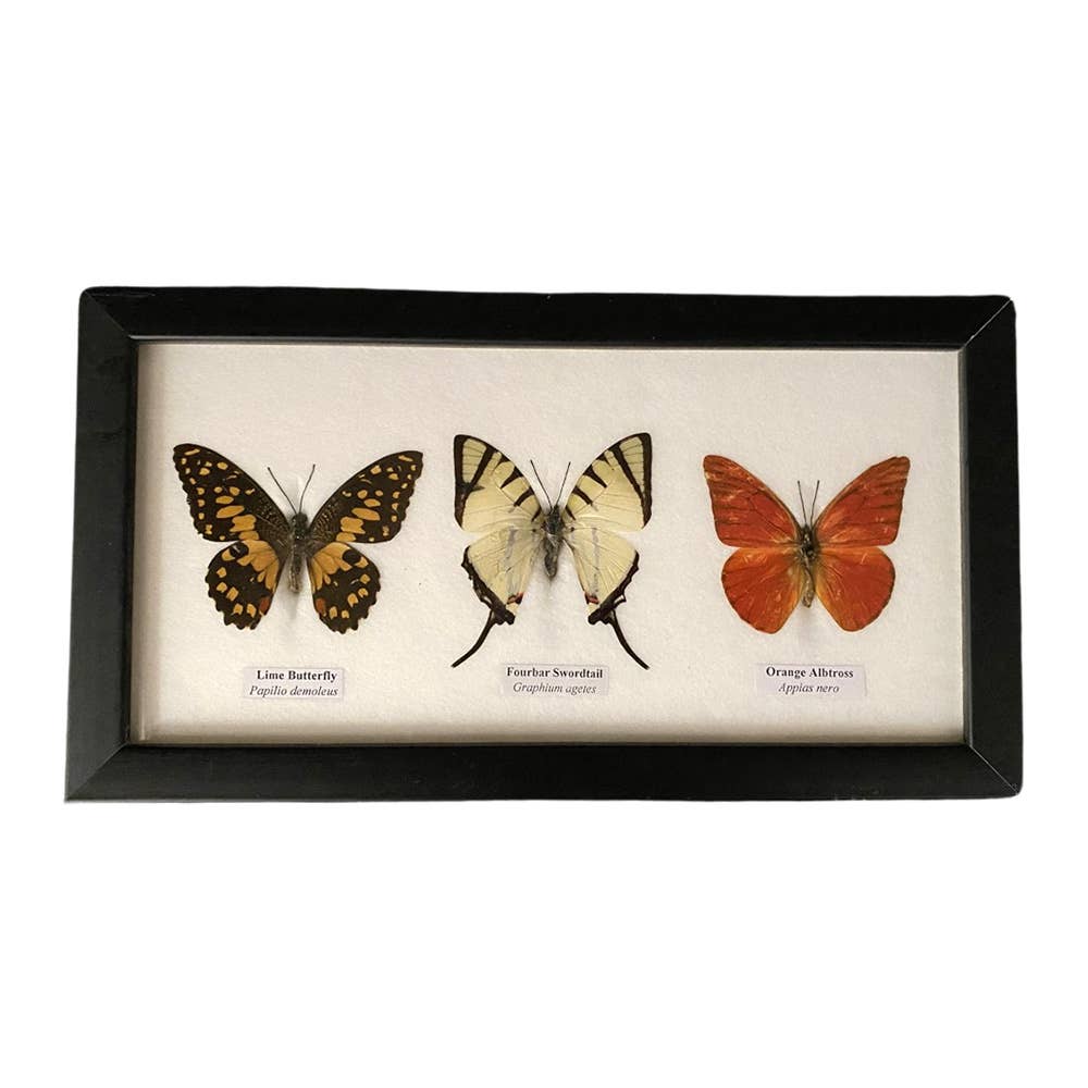 A Kaleidoscope of Nature's Beauty, Real Taxidermy Butterfly