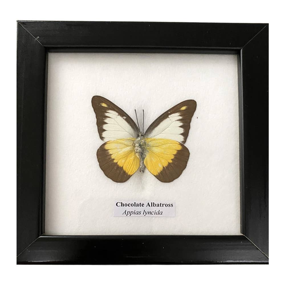 Wings of Wonder: Real Butterfly Art in Handcrafted Black Frame