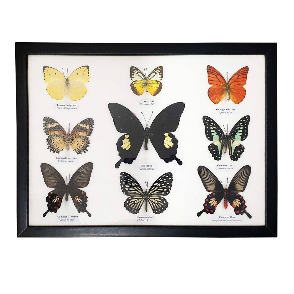 Wings of Wonder: Real Butterfly Art in Handcrafted Black Frame