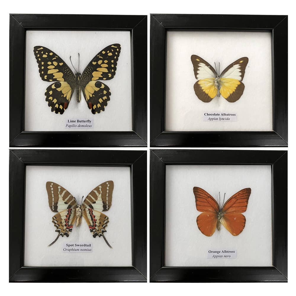 Wings of Wonder: Real Butterfly Art in Handcrafted Black Frame