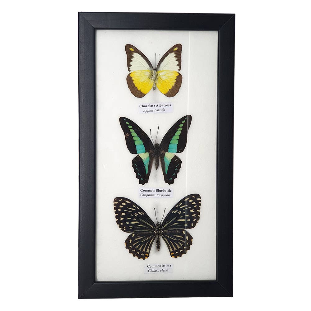 Wings of Wonder: Real Butterfly Art in Handcrafted Black Frame