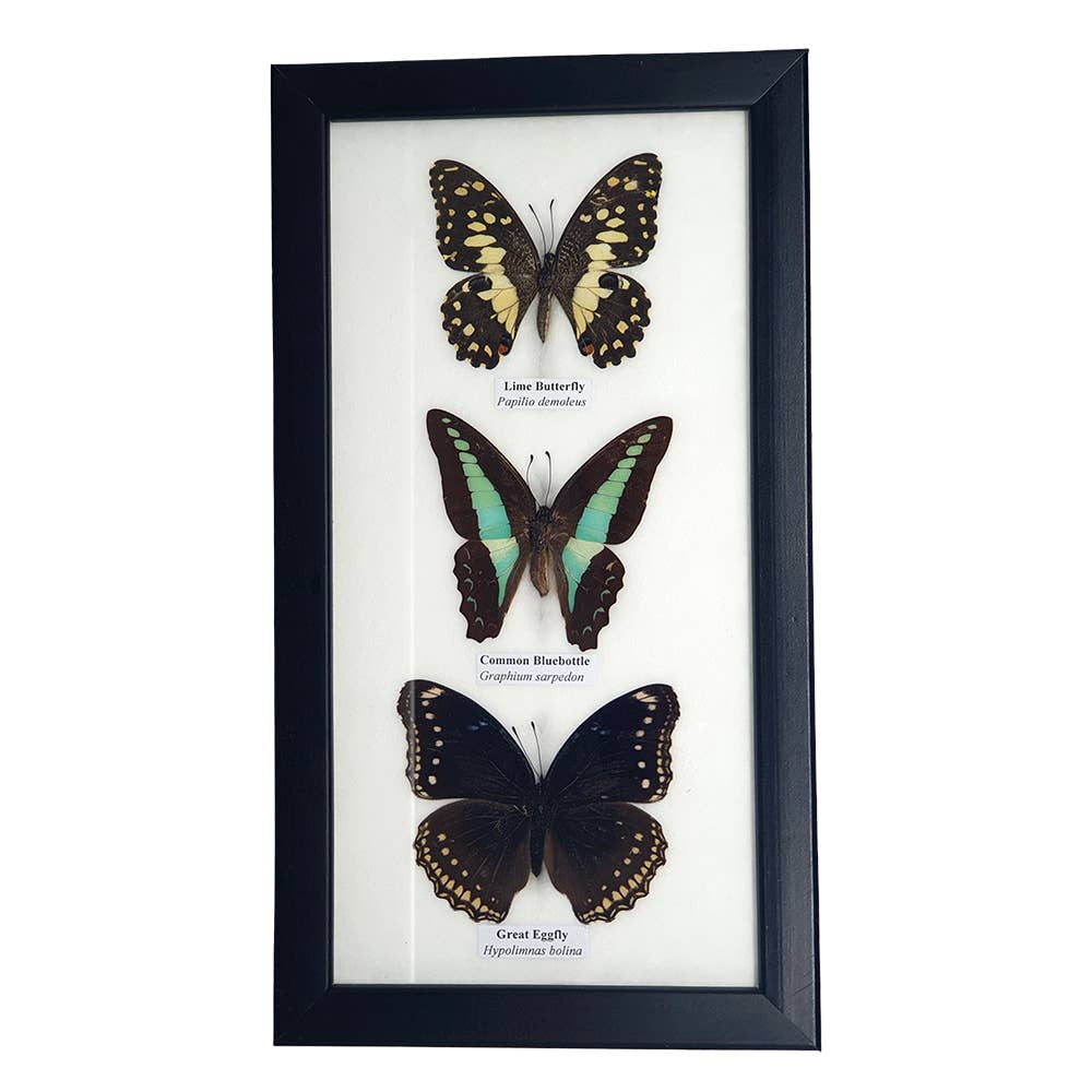 Wings of Wonder: Real Butterfly Art in Handcrafted Black Frame