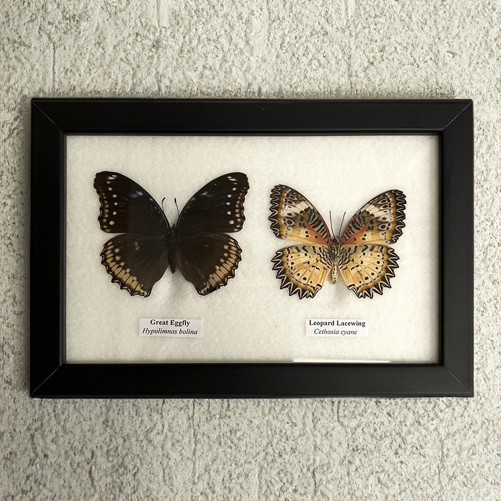 Wings of Wonder: Real Butterfly Art in Handcrafted Black Frame