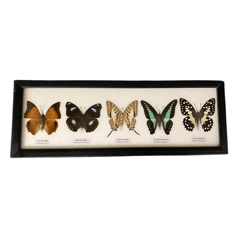 A Kaleidoscope of Nature's Beauty, Real Taxidermy Butterfly