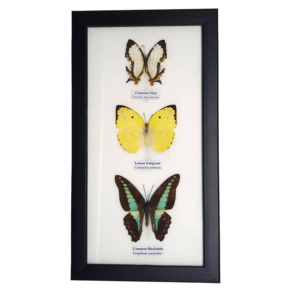 Wings of Wonder: Real Butterfly Art in Handcrafted Black Frame