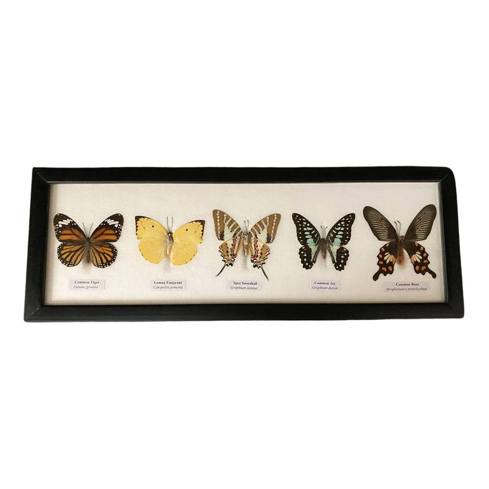 A Kaleidoscope of Nature's Beauty, Real Taxidermy Butterfly