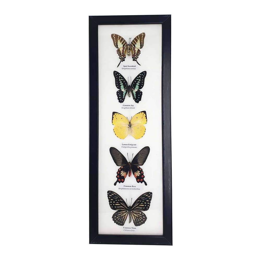 Wings of Wonder: Real Butterfly Art in Handcrafted Black Frame