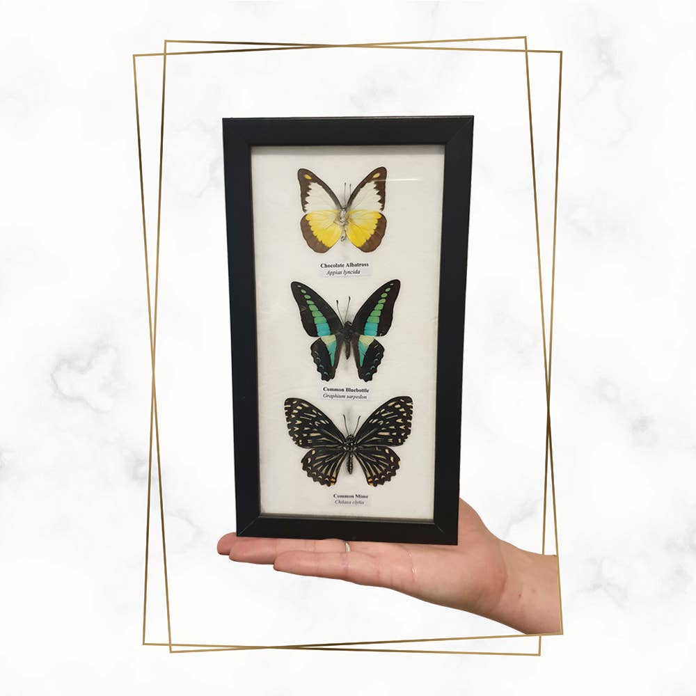 Wings of Wonder: Real Butterfly Art in Handcrafted Black Frame