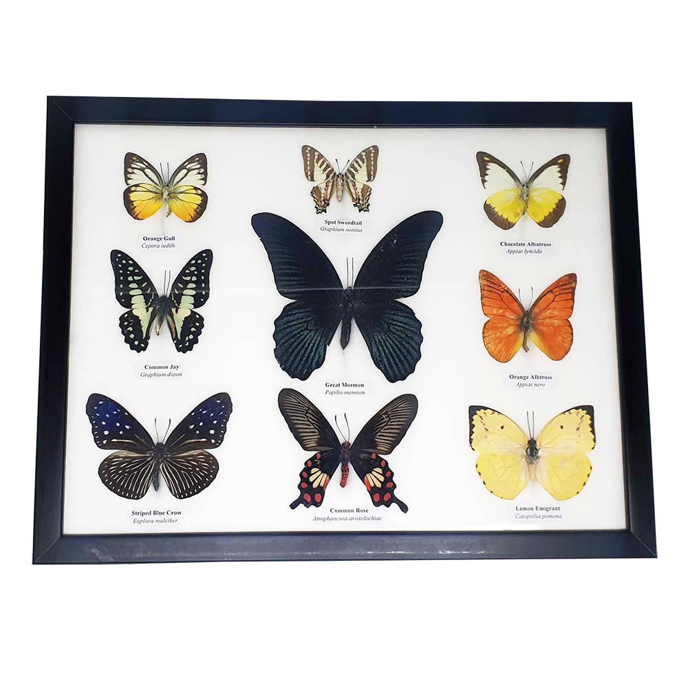 Wings of Wonder: Real Butterfly Art in Handcrafted Black Frame