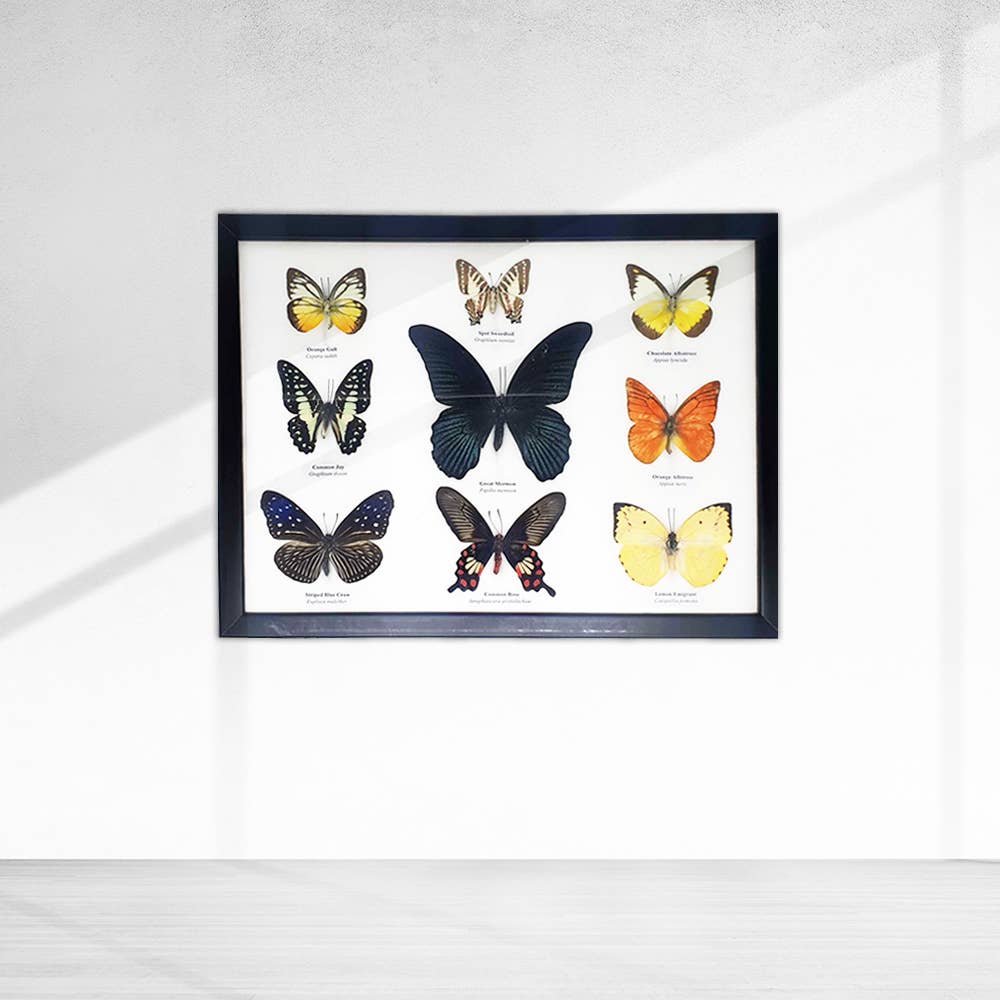 Wings of Wonder: Real Butterfly Art in Handcrafted Black Frame