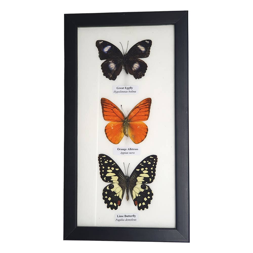 Wings of Wonder: Real Butterfly Art in Handcrafted Black Frame