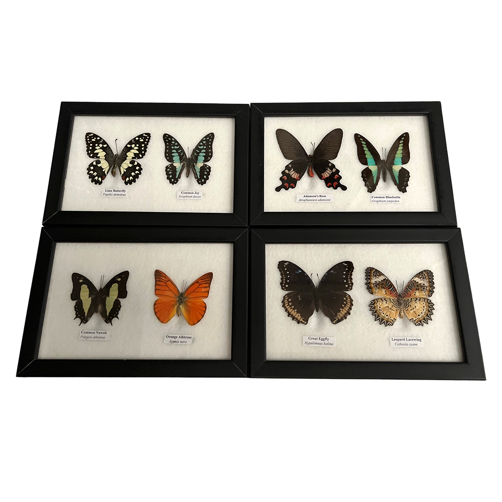 Wings of Wonder: Real Butterfly Art in Handcrafted Black Frame